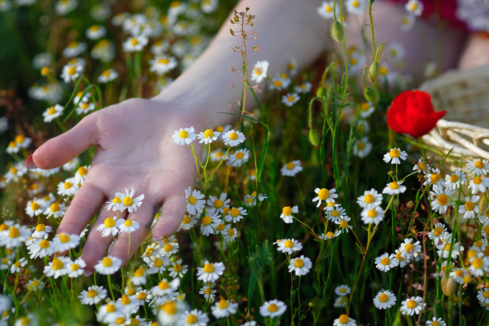 Field 09 1600px